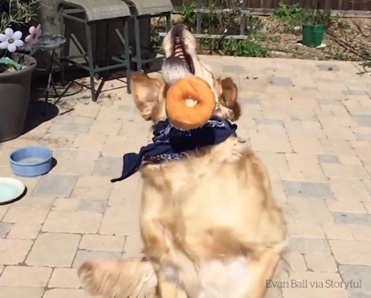 Atılan hiçbir yiyeceği yakalayamayan istikrarlı köpek