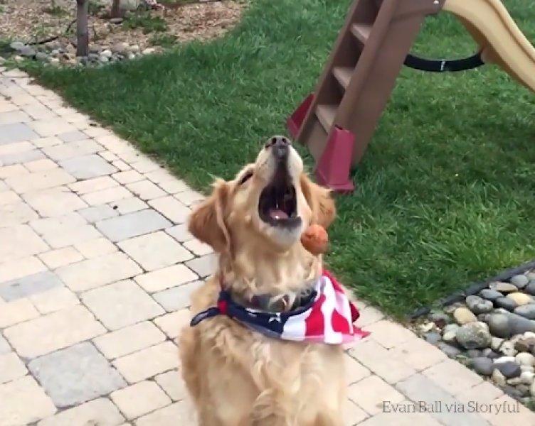 Atılan hiçbir yiyeceği yakalayamayan istikrarlı köpek