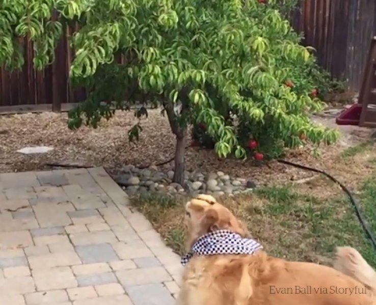 Atılan hiçbir yiyeceği yakalayamayan istikrarlı köpek