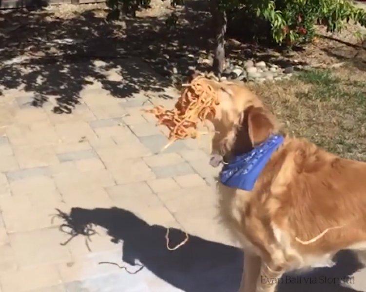 Atılan hiçbir yiyeceği yakalayamayan istikrarlı köpek