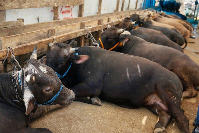 İzmir'de kurbanlıklar satışta