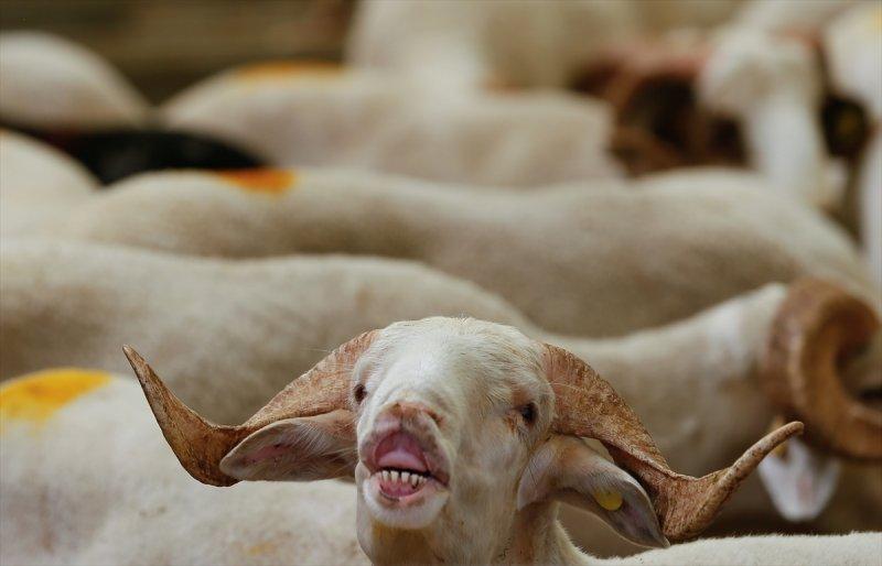 İzmir'de kurbanlıklar satışta