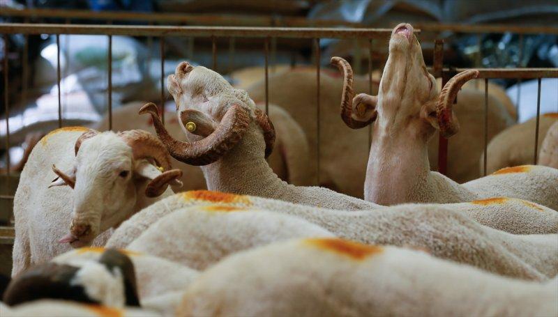 İzmir'de kurbanlıklar satışta