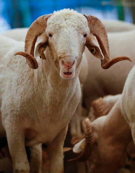 İzmir'de kurbanlıklar satışta