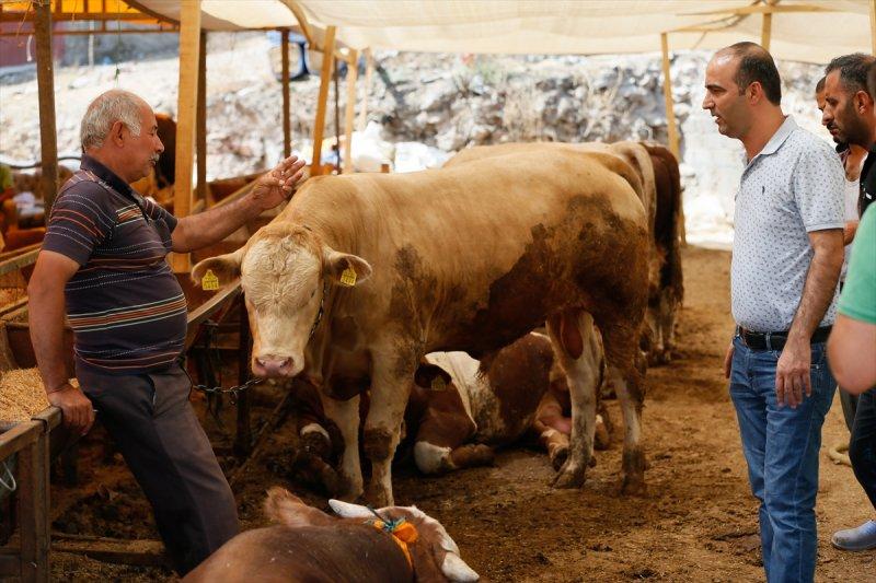 İzmir'de kurbanlıklar satışta