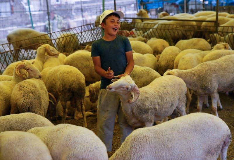 İzmir'de kurbanlıklar satışta