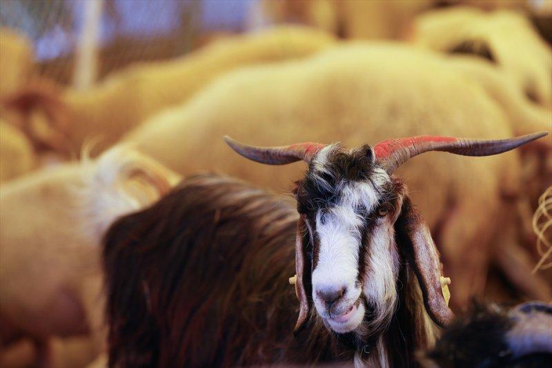 İzmir'de kurbanlıklar satışta