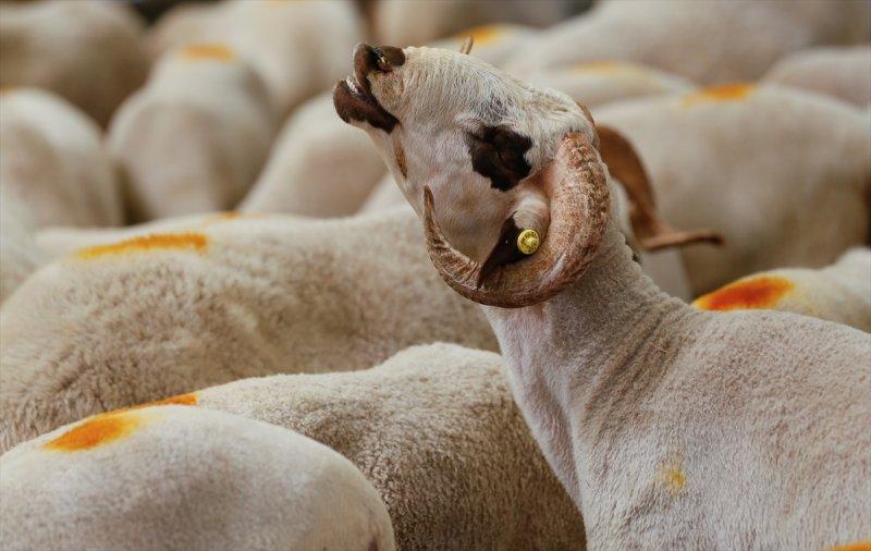 İzmir'de kurbanlıklar satışta