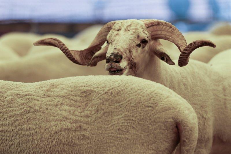 İzmir'de kurbanlıklar satışta