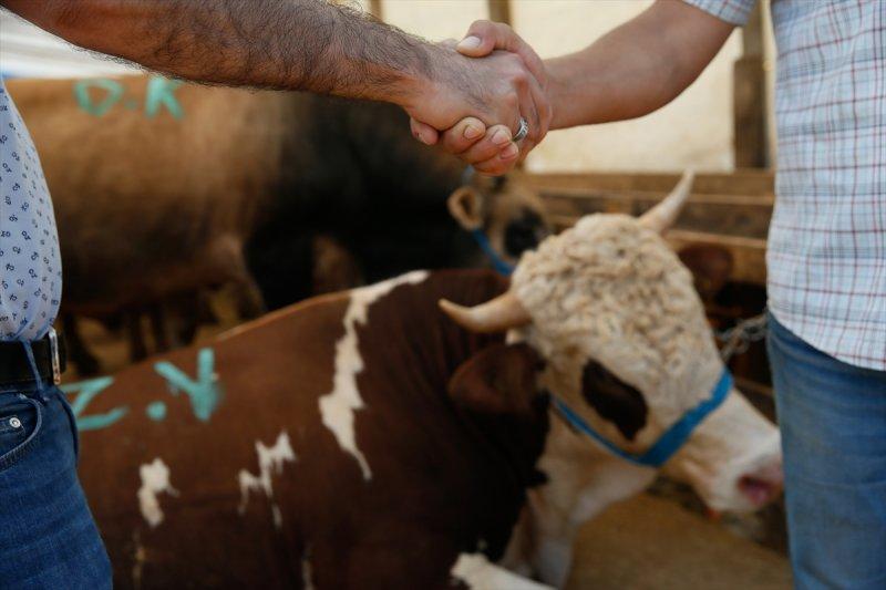 İzmir'de kurbanlıklar satışta