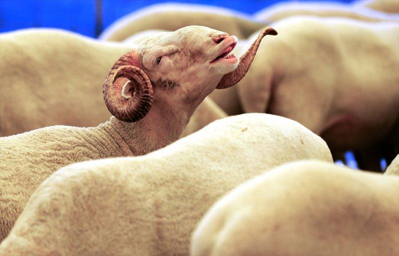 İzmir'de kurbanlıklar satışta