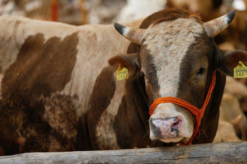 İzmir'de kurbanlıklar satışta