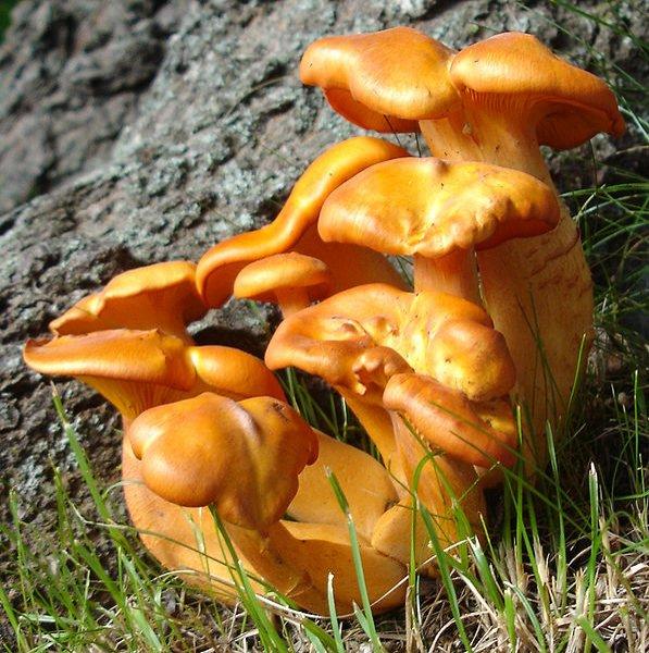 Yaşayan en büyük canlı: Armillaria ostoyae