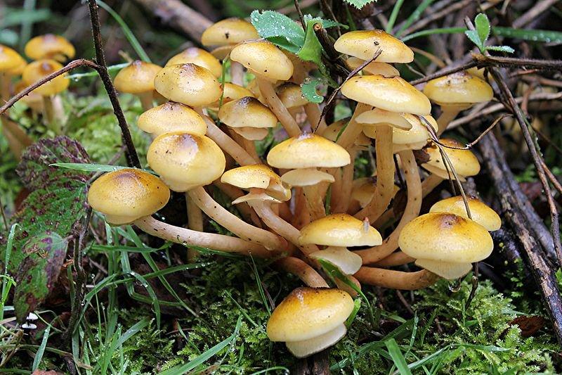 Yaşayan en büyük canlı: Armillaria ostoyae