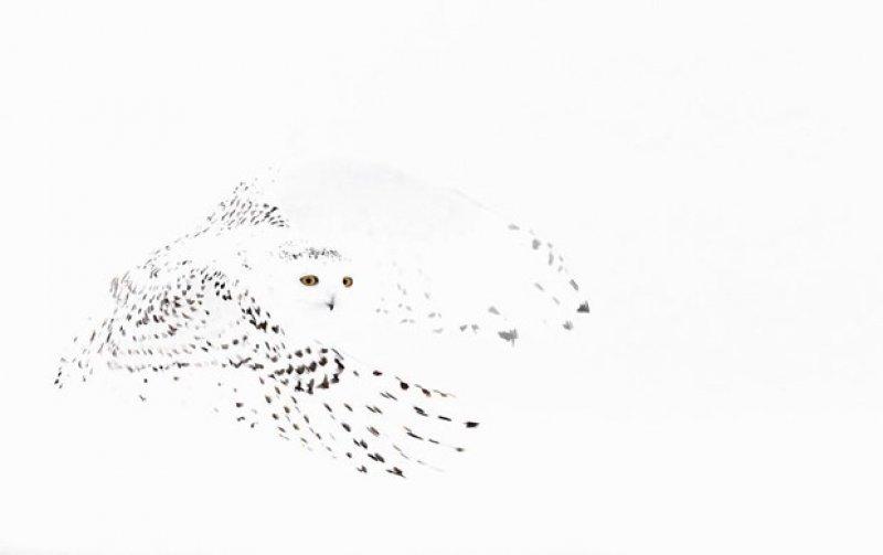 2017 yılının en iyi kuş fotoğrafları