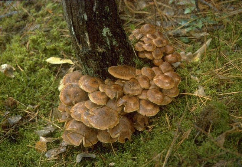 Yaşayan en büyük canlı: Armillaria ostoyae