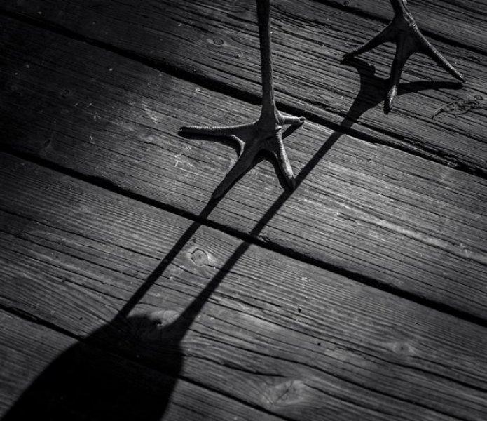 2017 yılının en iyi kuş fotoğrafları