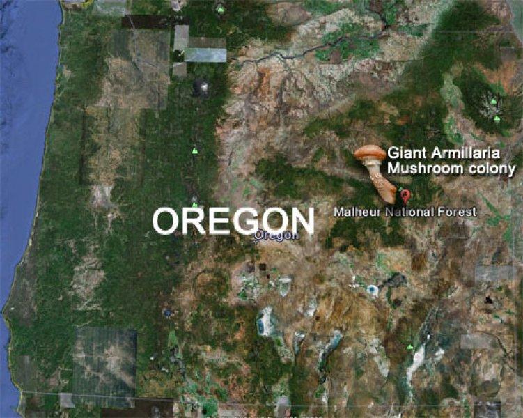 Yaşayan en büyük canlı: Armillaria ostoyae