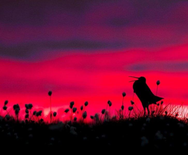 2017 yılının en iyi kuş fotoğrafları