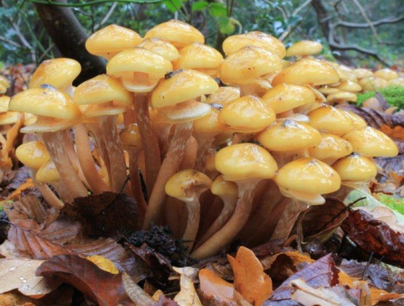 Yaşayan en büyük canlı: Armillaria ostoyae
