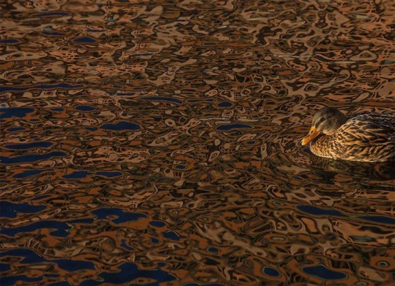 2017 yılının en iyi kuş fotoğrafları