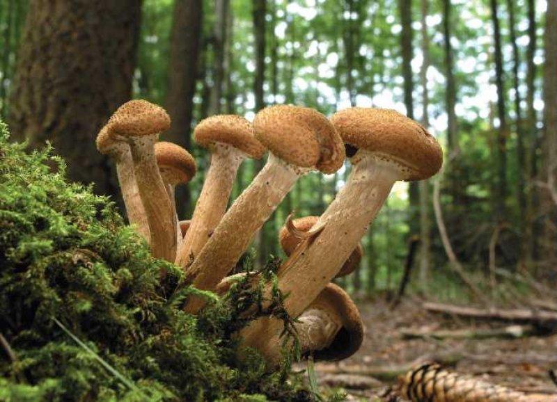 Yaşayan en büyük canlı: Armillaria ostoyae