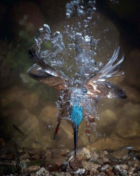 2017 yılının en iyi kuş fotoğrafları