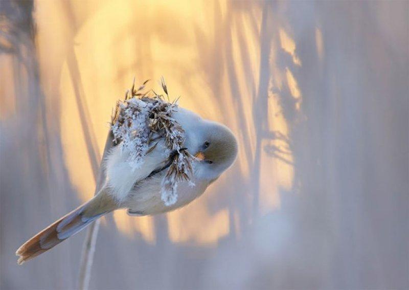 2017 yılının en iyi kuş fotoğrafları