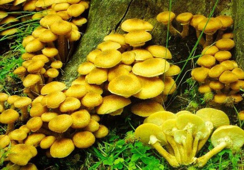 Yaşayan en büyük canlı: Armillaria ostoyae