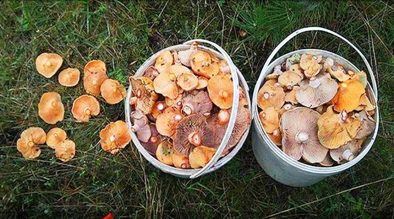 Yaşayan en büyük canlı: Armillaria ostoyae