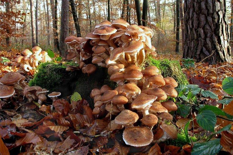 Yaşayan en büyük canlı: Armillaria ostoyae