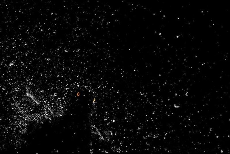 2017 yılının en iyi kuş fotoğrafları