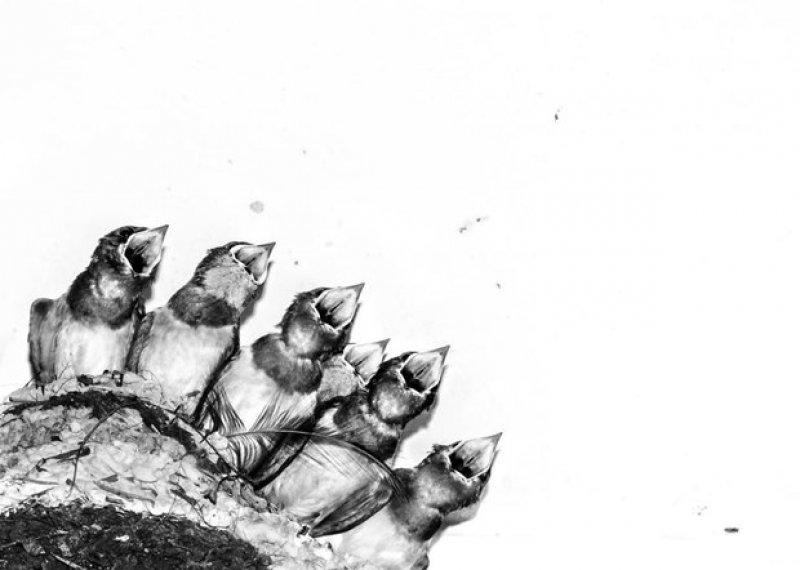 2017 yılının en iyi kuş fotoğrafları