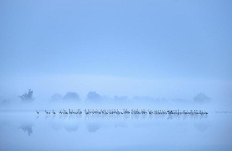 2017 yılının en iyi kuş fotoğrafları