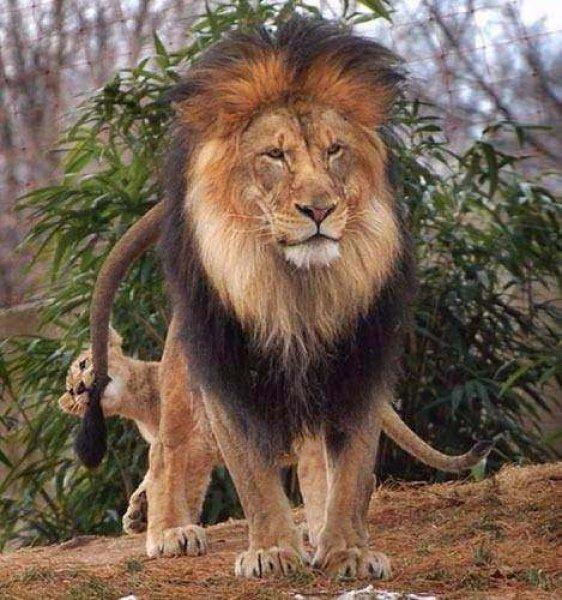 Aslanların vahşi yaşamı 