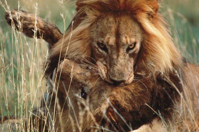 Aslanların vahşi yaşamı 