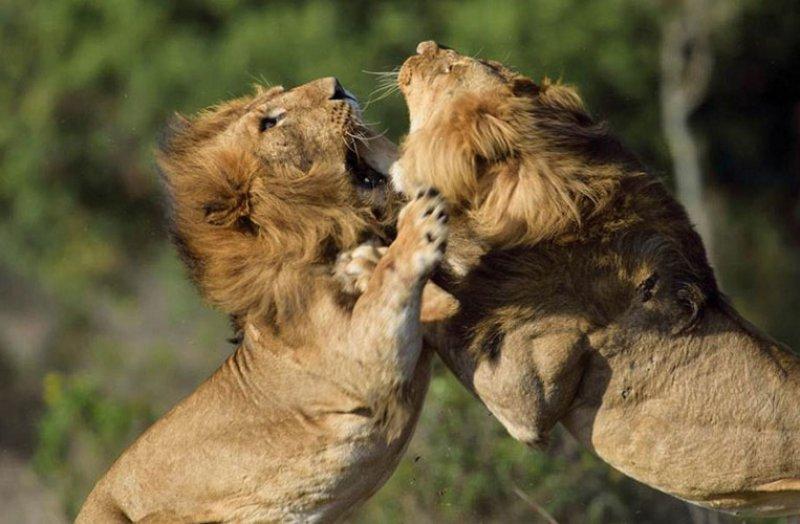 Aslanların vahşi yaşamı 