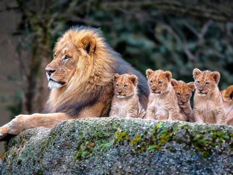 Aslanların vahşi yaşamı 