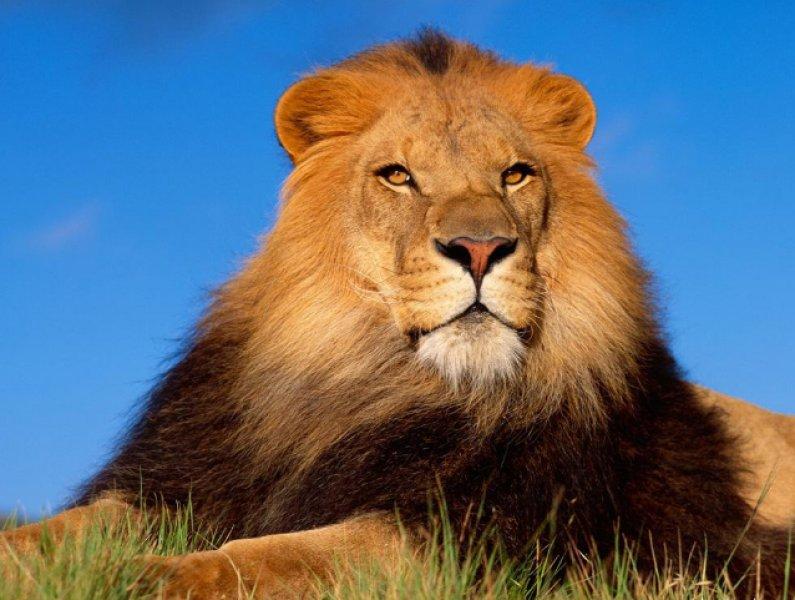Aslanların vahşi yaşamı 