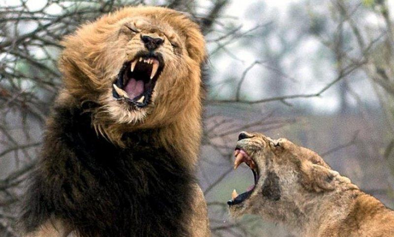 Aslanların vahşi yaşamı 
