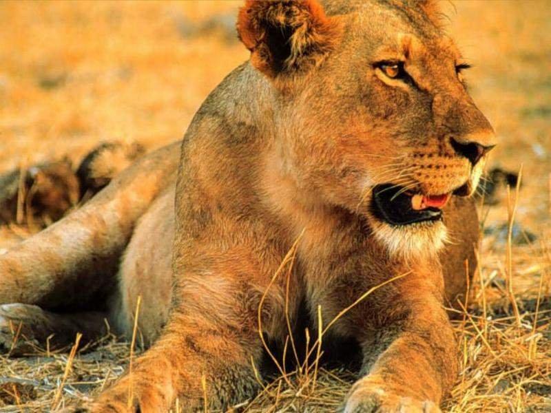 Aslanların vahşi yaşamı 