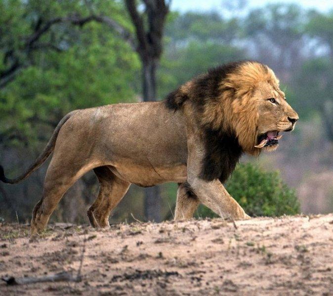 Aslanların vahşi yaşamı 