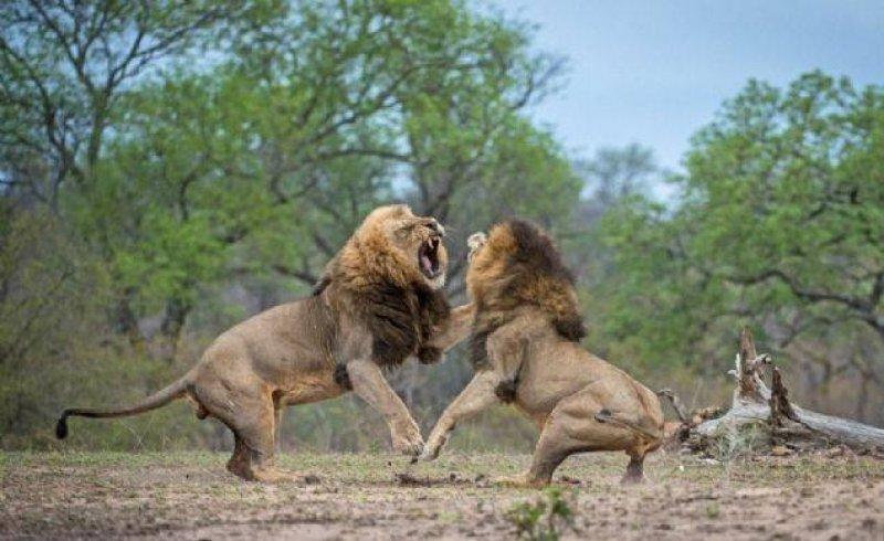 Aslanların vahşi yaşamı 