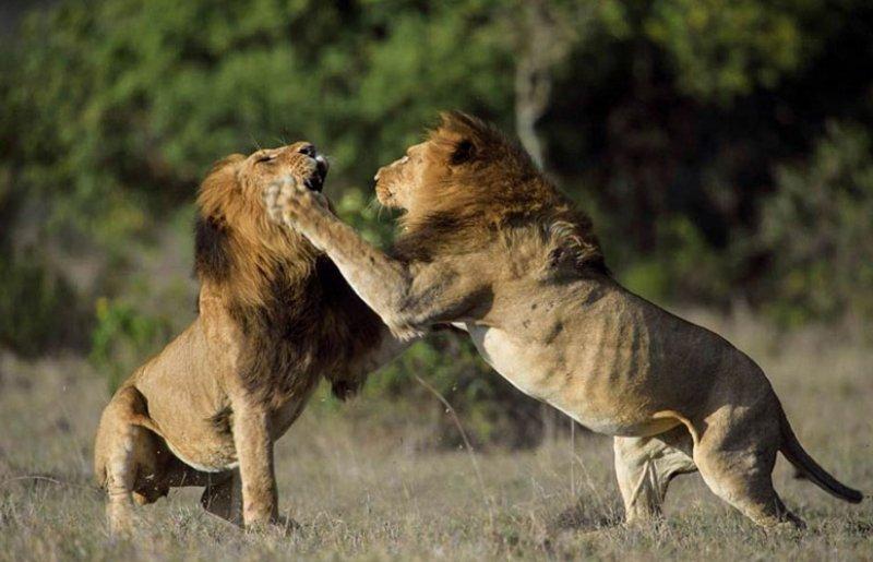 Aslanların vahşi yaşamı 