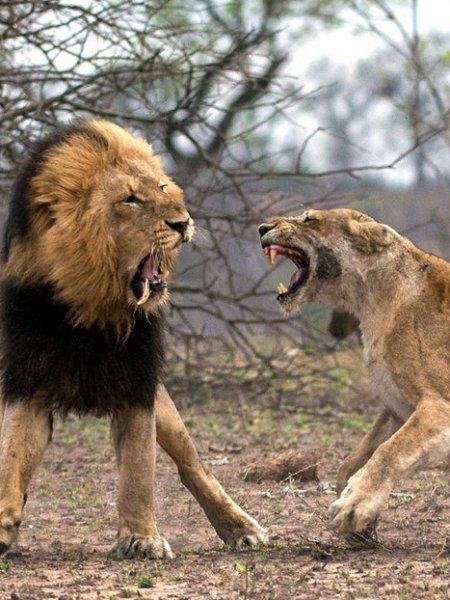 Aslanların vahşi yaşamı 