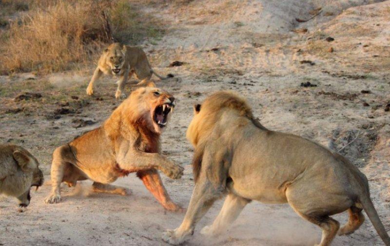 Aslanların vahşi yaşamı 
