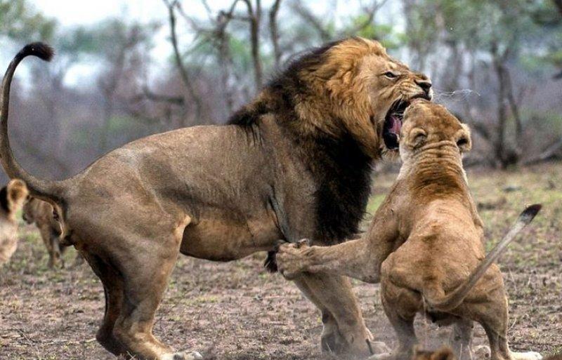 Aslanların vahşi yaşamı 
