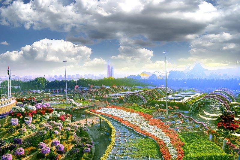 Çölün ortasında çiçek bahçesi: Dubai Miracle Garden