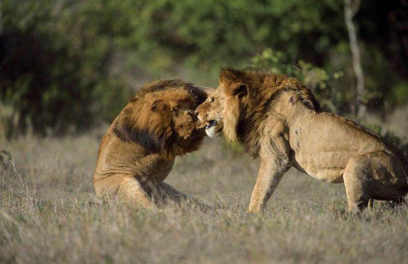 Aslanların vahşi yaşamı 