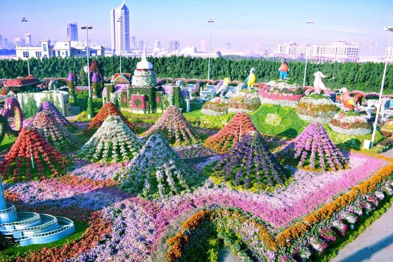 Çölün ortasında çiçek bahçesi: Dubai Miracle Garden